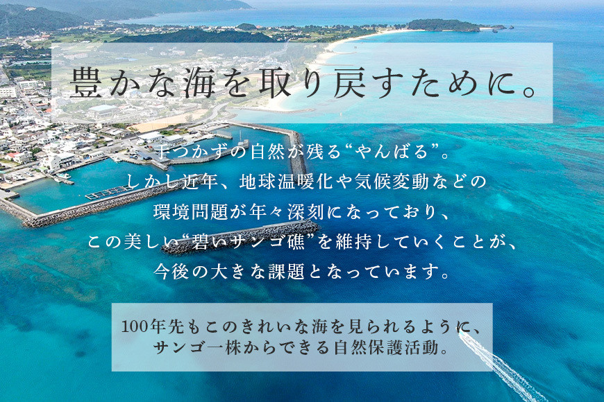 【ダイビング体験チケット】サンゴ養殖プロジェクト 保護作業ダイビング	