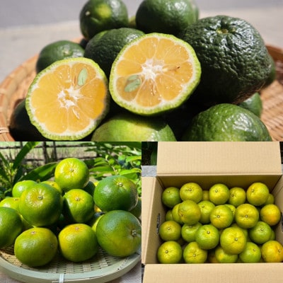 【発送月固定定期便】やんばるの島みかんまるっと定期便全6回【4081245】