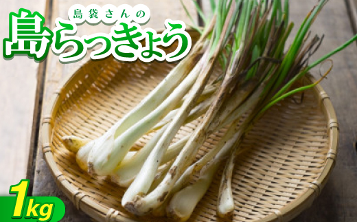 【2026年5月上旬から順次発送】農家直送!国頭村・島袋さんの採れたて島らっきょう 1kg【1672232】