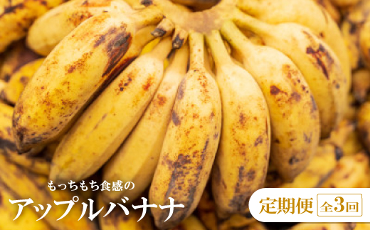 【発送月固定定期便】国頭村アドバンス・ファーム直送!モチモチ食感のアップルバナナ定期便全3回【4074982】