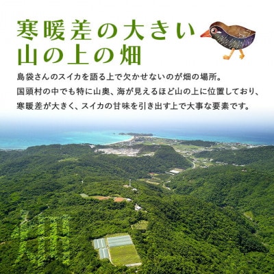 【先行受付・2026年8月中旬から順次発送】島袋さんの夏スイカ大玉 2玉(1玉5.0〜7.0kg)【配送不可地域：離島】【1628650】