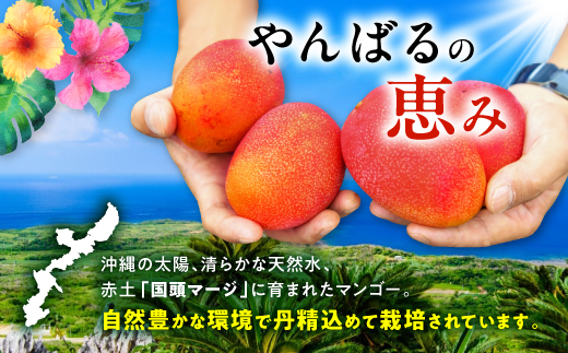 【2026年7月から順次発送・優品】燦々マンゴー1.5kg(3〜6玉)【配送不可地域：離島】【1619778】