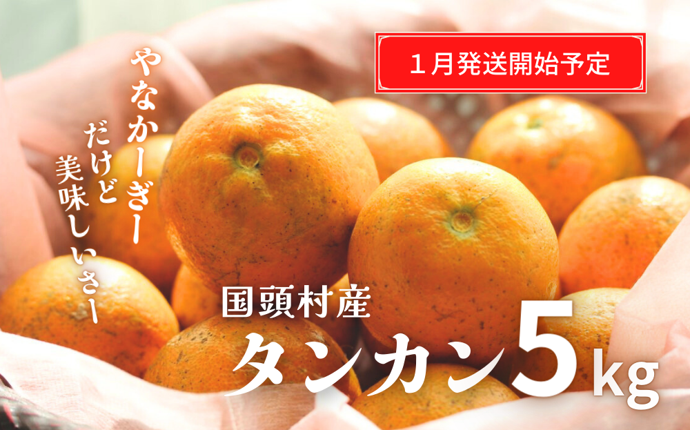 「道の駅 ゆいゆい国頭」厳選！“やなかーぎー” ほど美味しい⁉タンカン（5kg）【2025年発送 先行受付】