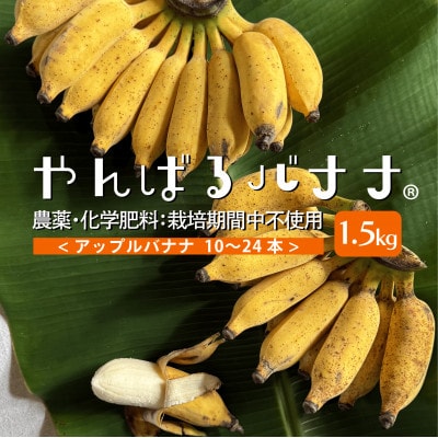 【栽培期間中農薬不使用】やんばるバナナ1.5kg(10〜24本)【1578861】