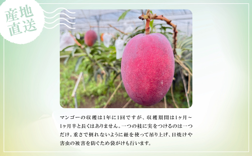 【2026年6月中旬から順次発送】贈答用のアップルマンゴー1kg【配送不可地域：離島】【1601771】