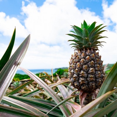 【2026年7月上旬より順次発送】道の駅の局長が厳選した「スナックパイン」約2kg(3玉〜6玉)【配送不可地域：離島】【1676720】