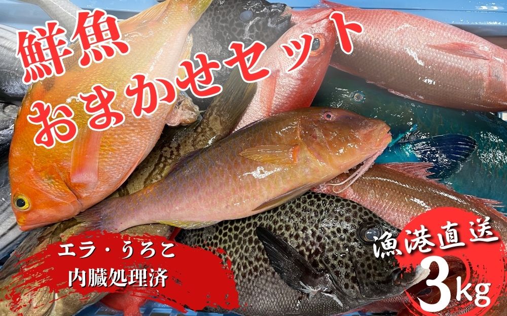 国頭漁協直送！鮮魚おまかせセット ３kg～海人からの贈り物～