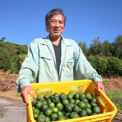 【2026年10月から順次発送】国頭村産の島みかん カーブチー5kg 沖縄在来柑橘 爽やかな香り【1618470】