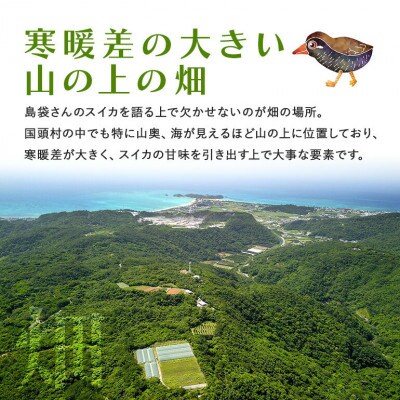 【先行受付・2026年8月中旬から順次発送】島袋さんの夏スイカ大玉 1玉(5.0〜7.0kg)【配送不可地域：離島】【1628646】