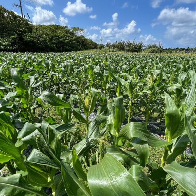 【2026年4〜5月頃順次発送】春獲れ一番!極甘くんじゃんこーん ホワイト 8本 とうもろこし【配送不可地域：離島】【1578629】