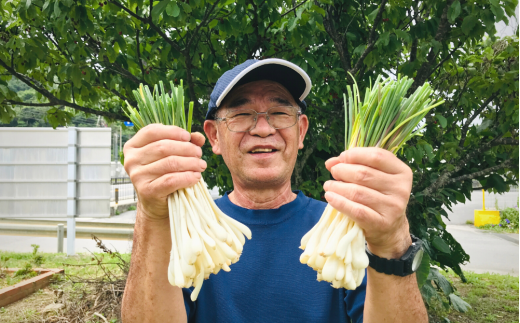 沖縄おつまみの定番！国頭村の島らっきょう（１kg）	