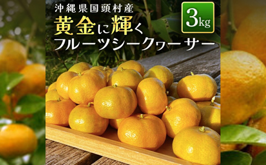 【2027年1月から順次発送】国頭村産 フルーツシークヮーサー 3kg 黄金色に色づく完熟果実【1662110】
