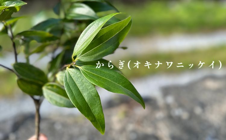 すっきり爽やか！沖縄のシナモンティー「からぎ茶」ティーパック（6P×１０箱）