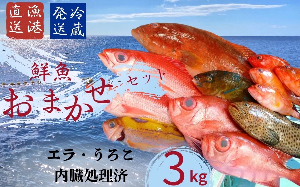 国頭漁協直送！鮮魚おまかせセット ３kg～海人からの贈り物～