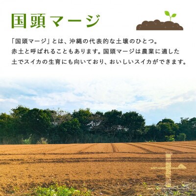 【先行受付・2026年8月中旬から順次発送】島袋さんの夏スイカ大玉 1玉(5.0〜7.0kg)【配送不可地域：離島】【1628646】