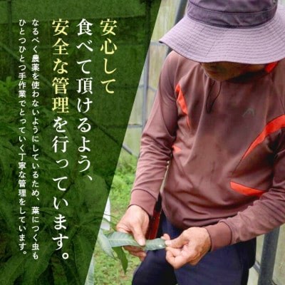 【2026年6月から順次発送】優品アーウィンマンゴー5kg(8〜12玉)【配送不可地域：離島】【1584603】