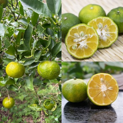 【発送月固定定期便】やんばるの島みかんまるっと定期便全6回【4081245】