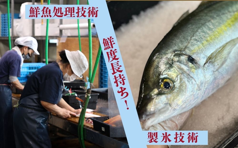 国頭漁協直送！鮮魚おまかせセット ３kg～海人からの贈り物～