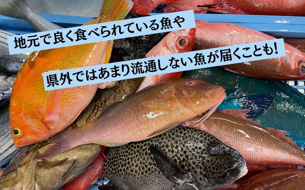 国頭漁協直送！鮮魚おまかせセット ３kg～海人からの贈り物～