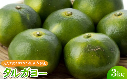 【2026年10月頃から順次発送】地元で愛されてきた在来みかん タルガヨー3kg【1618428】