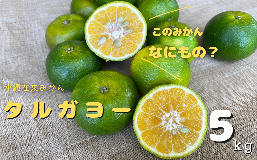 【2024年11月発送】地元で愛されてきた在来みかん「タルガヨー」5kg	