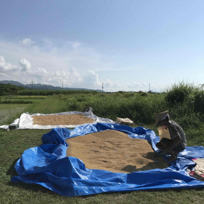 【令和7年産新米】沖縄の農家直送 ひとめぼれ 玄米(栽培期間中農薬不使用)4kg【1636998】