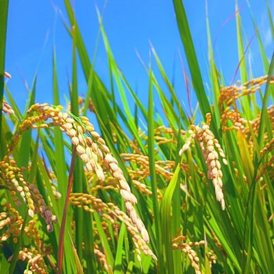 琉球泡盛「MARUTA CLASSIC 40度」&2025年収穫・国頭産ひとめぼれの贅沢セット【1718298】