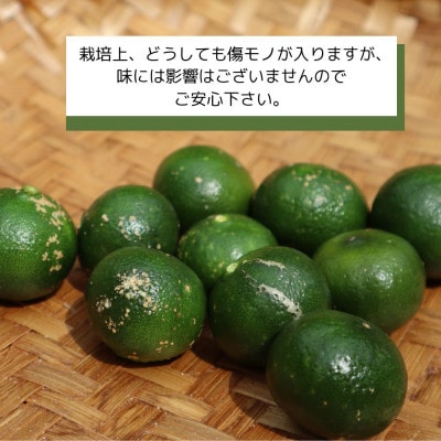 【2026年9月頃から順次発送】道の駅 ゆいゆい国頭が厳選した青切りシークヮーサー5kg【1577574】