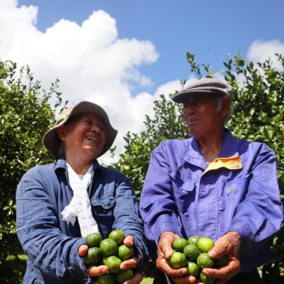 【2026年9月頃から順次発送】道の駅 ゆいゆい国頭が厳選した青切りシークヮーサー2kg【1577570】