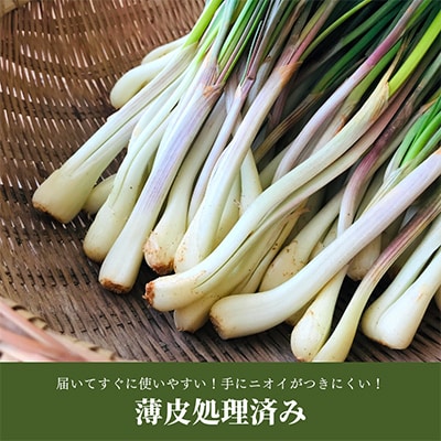 【ビール特産品セット】オリオン ザ・ドラフト&国頭村の島らっきょう【複数個口で配送】【配送不可地域：離島】【4014725】