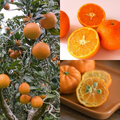 【発送月固定定期便】やんばるの島みかんまるっと定期便全6回【4081245】