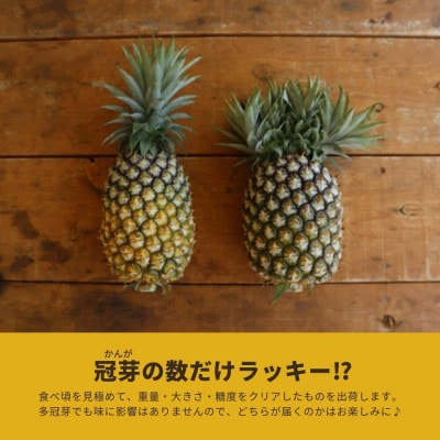 【2026年5月から順次発送・ハウス栽培】パイナップルの王様 ゴールドバレル2玉【配送不可地域：離島】【1608233】
