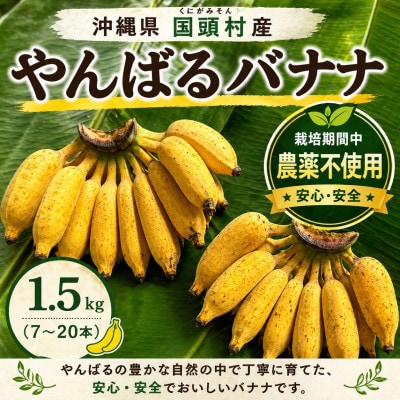 【栽培期間中農薬不使用】やんばるバナナ1.5kg(7〜20本)【1579241】
