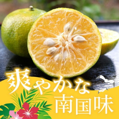 【2026年10月頃から順次発送】やんばる国頭村産 希少な島みかん「オートー」3kg【1662091】