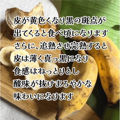 【栽培期間中農薬不使用】やんばるバナナ1.5kg(7〜20本)【1579241】