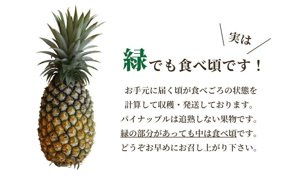 先行予約【2025年5月発送】沖縄県産パインの王様　ゴールドバレル（1.7kg程度）2玉