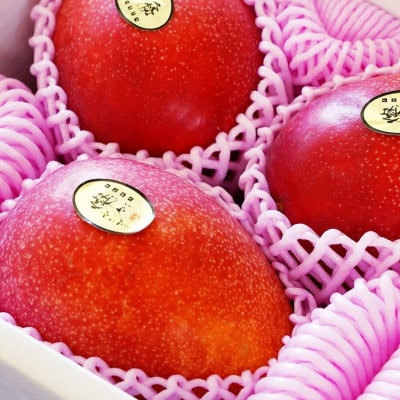 【2026年7月から順次発送・優品】燦々マンゴー1.5kg(3〜6玉)【配送不可地域：離島】【1619778】