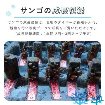 æé·èšé²ãèŽããã!åœé æã®ããµã³ãŽæ ªäž»ãããã°ã©ã 1æ ªã1579236ã