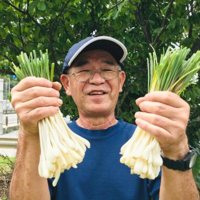【2026年2月中旬から順次発送】産地直送!沖縄おつまみの定番の島らっきょう1kg【1584610】
