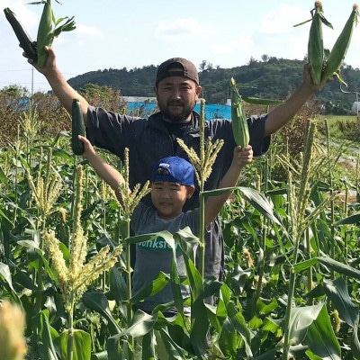 【2026年4〜5月頃順次発送】春獲れ一番!極甘くんじゃんこーん ホワイト 8本 とうもろこし【配送不可地域：離島】【1578629】