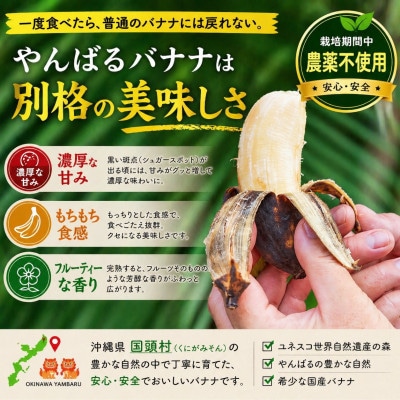 【栽培期間中農薬不使用】やんばるバナナ1.5kg(7〜20本)【1579241】