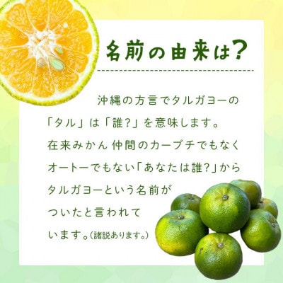 【2026年10月頃から順次発送】地元で愛されてきた在来みかん タルガヨー3kg【1618428】