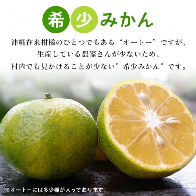 【2026年10月頃から順次発送】やんばる国頭村産 希少な島みかん「オートー」5kg【1662092】
