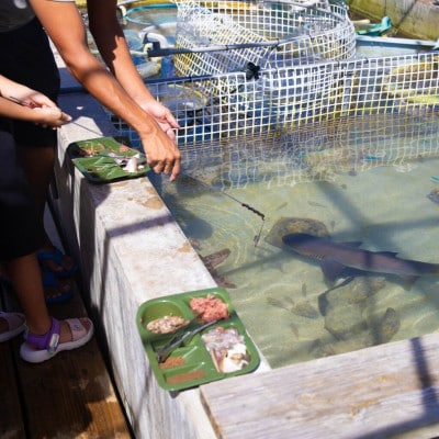 見て・触って・学べる!やんばるタッチプール&飼育体験チケット2名様【1613754】