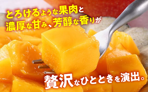 【2026年7月から順次発送・最高級ランク極】燦々マンゴー900g(2玉)【配送不可地域：離島】【1622439】