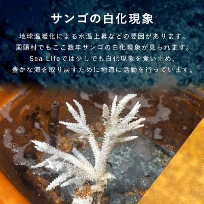 離れていても応援できる!国頭村の「サンゴ株主」プログラム10株【1581397】