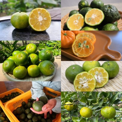 【発送月固定定期便】やんばるの島みかんまるっと定期便全6回【4081245】