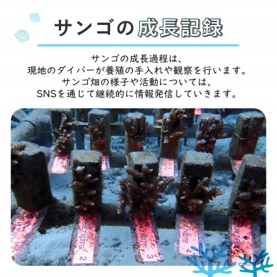 離れていても応援できる!国頭村の「サンゴ株主」プログラム10株【1581397】