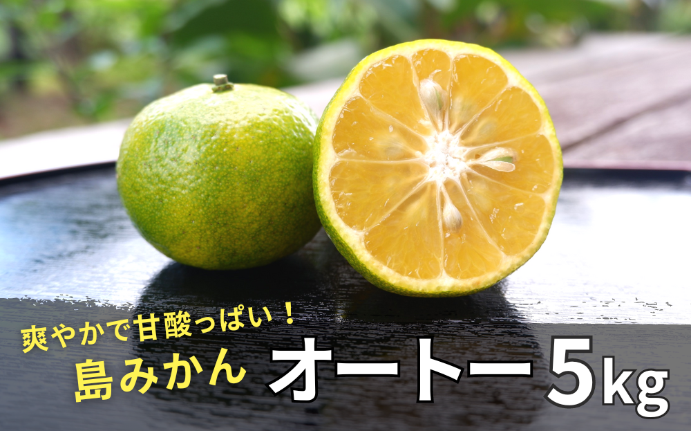 【2024年12月発送】やんばる国頭村産　希少な島みかん「オートー」５kg	