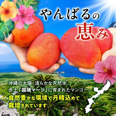 【2026年7月から順次発送・最高級ランク極】燦々マンゴー900g(2玉)【配送不可地域：離島】【1622439】